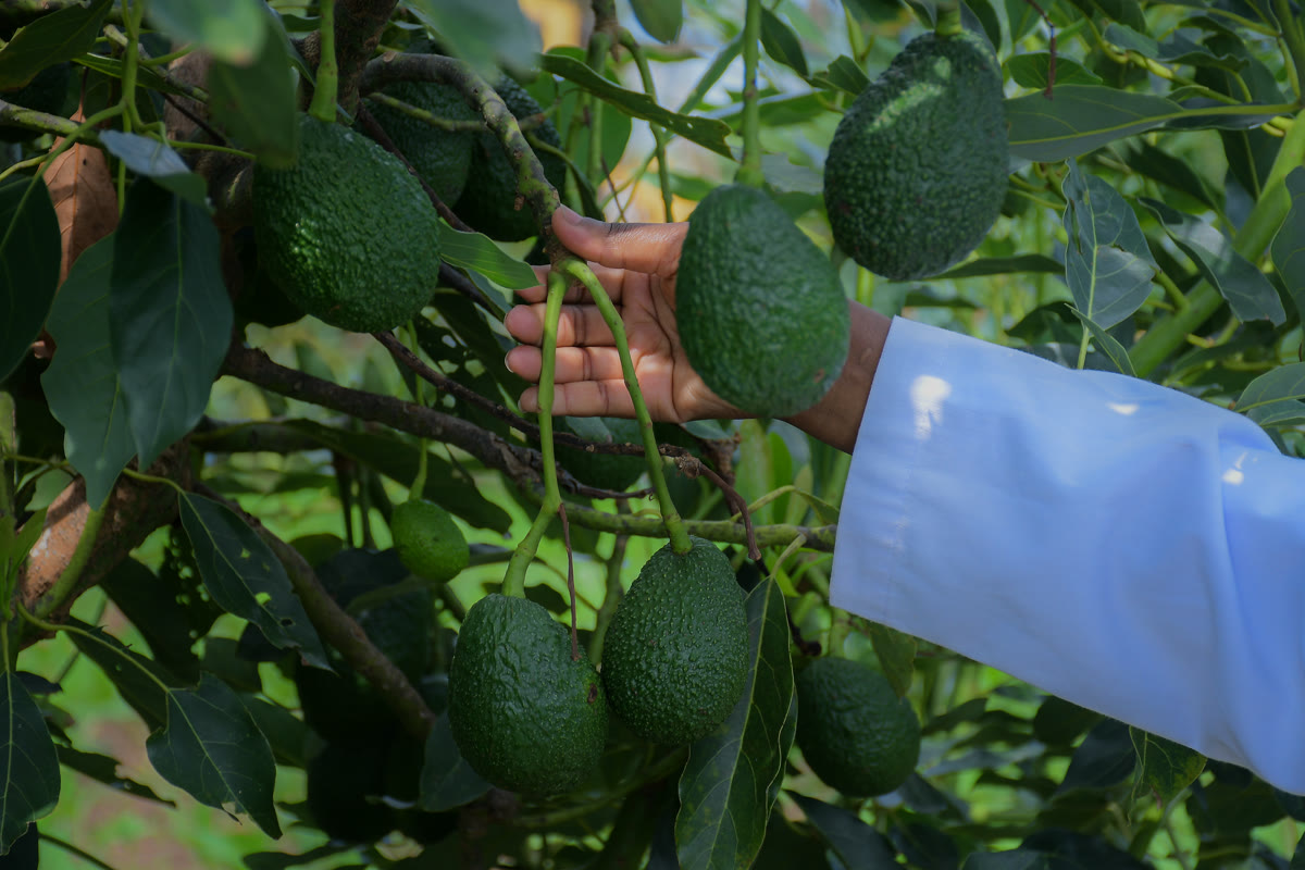 Hand-picking premium Hass avocados at peak ripeness