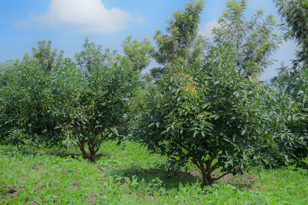 Lush avocado orchards thriving under the Rwenzori sun