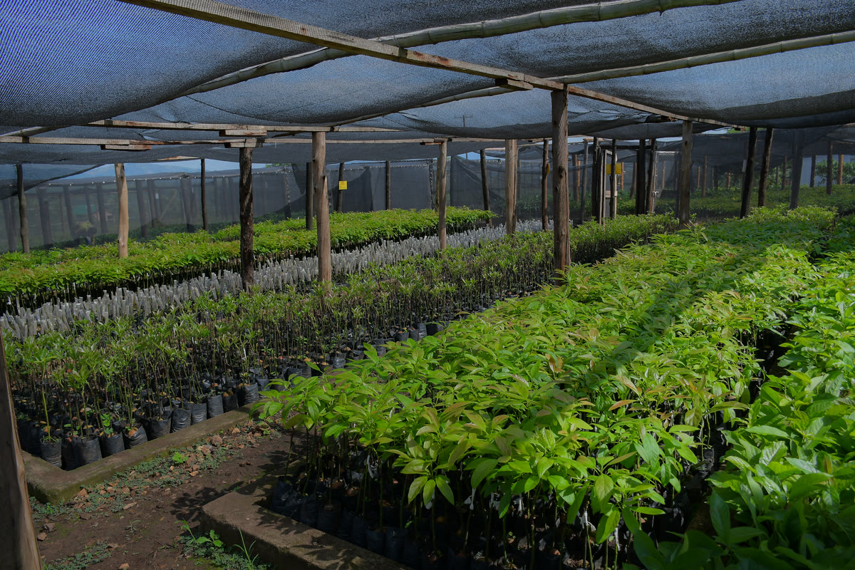 The Njojo nursery — raising thousands of seedlings