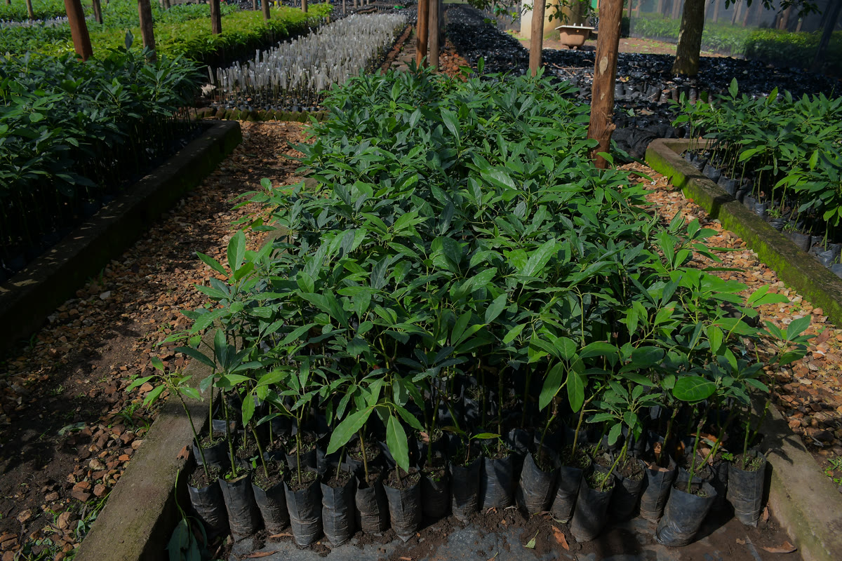 Workers tending to the avocado orchard during harvest