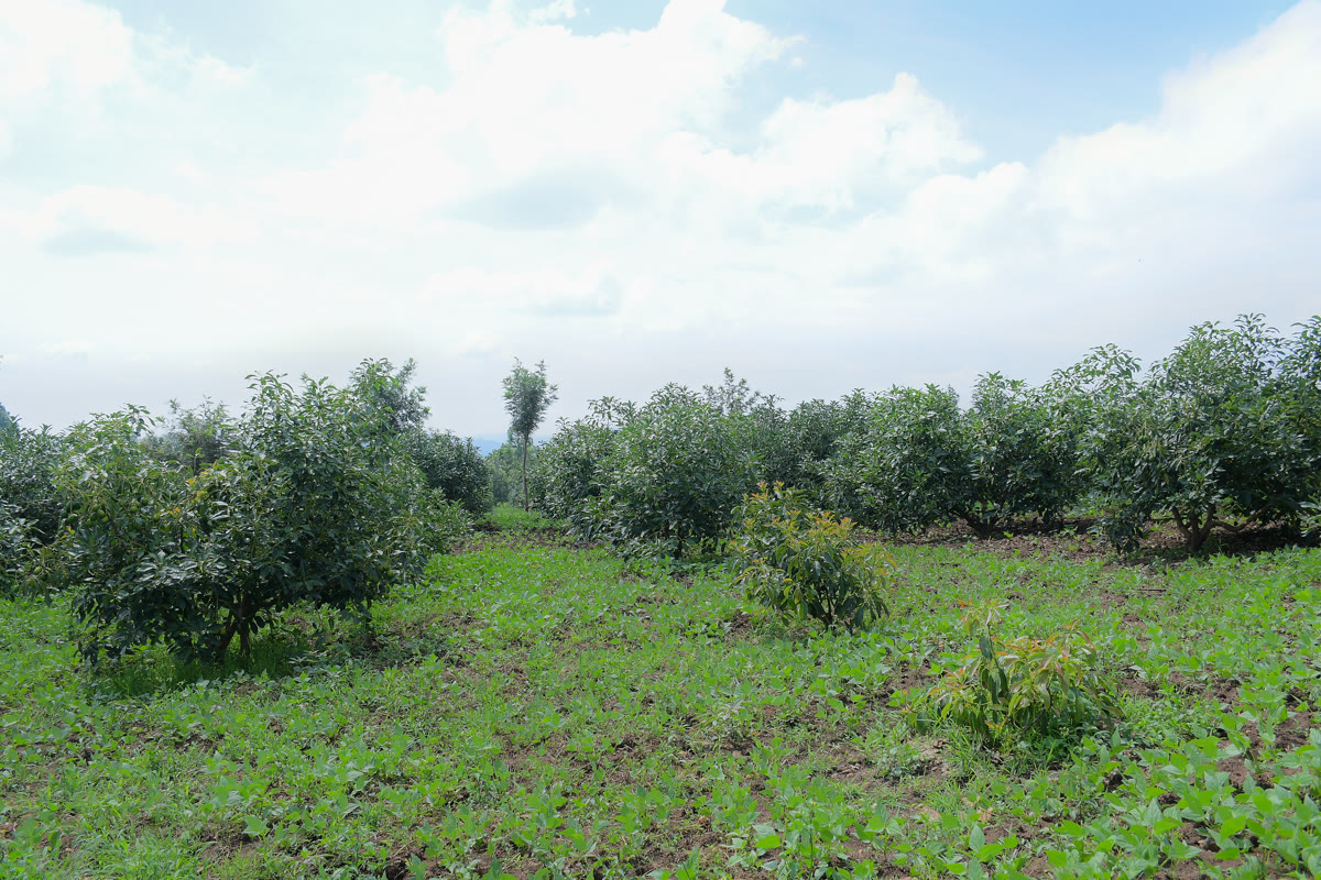 Panoramic view of our expansive farmland in Kyenjojo