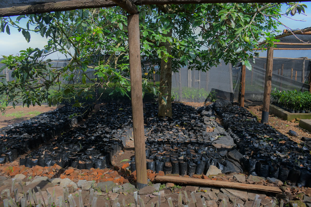 Freshly harvested Hass avocados ready for processing