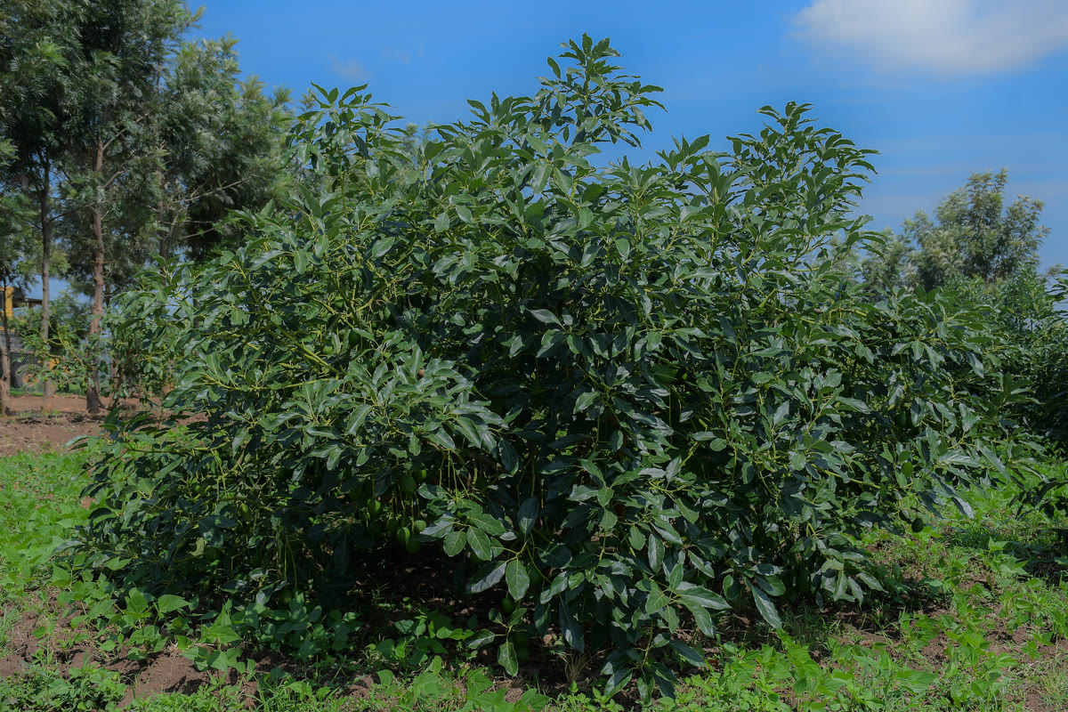 Young avocado trees maturing across the estate