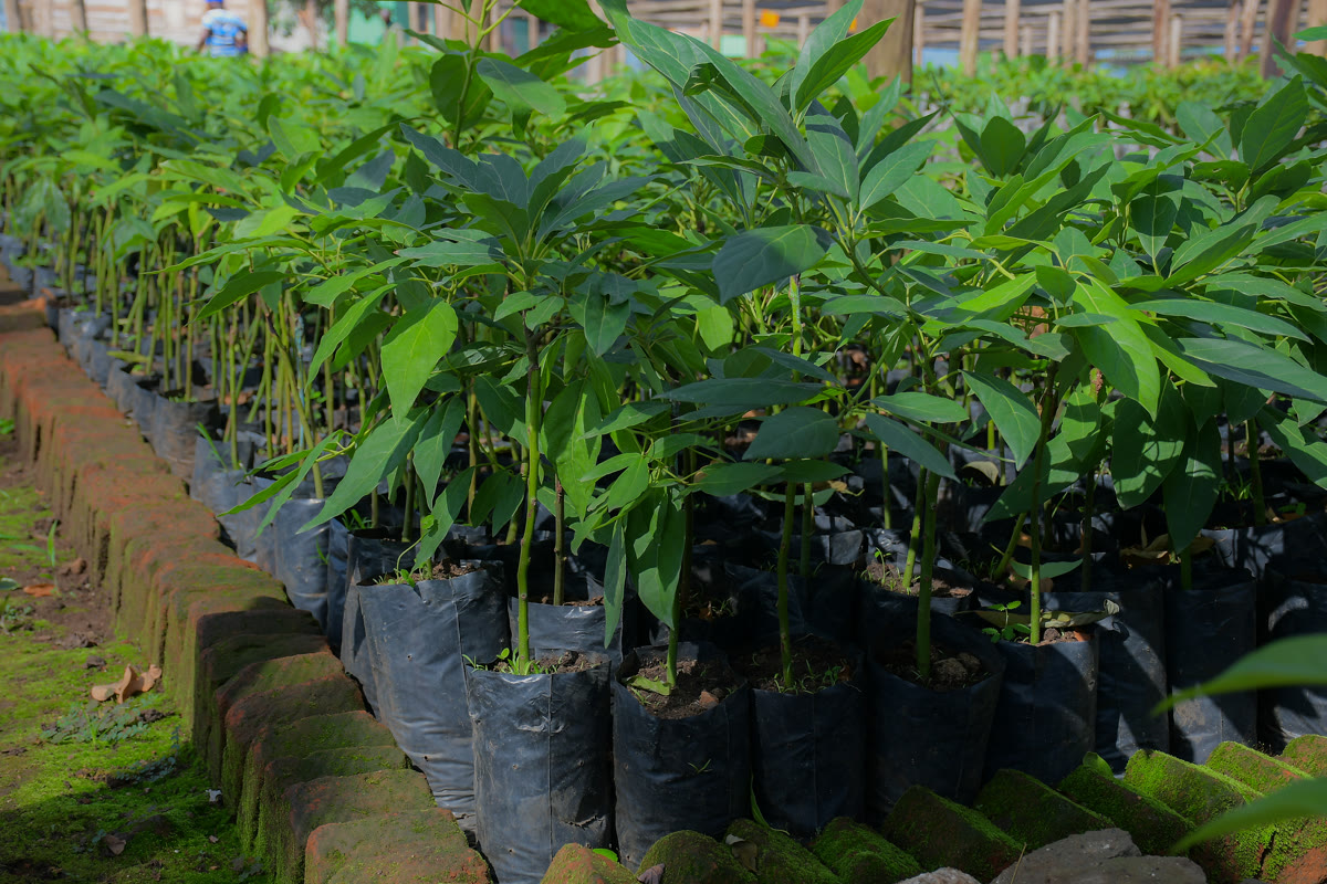 Community farmers learning sustainable farming practices