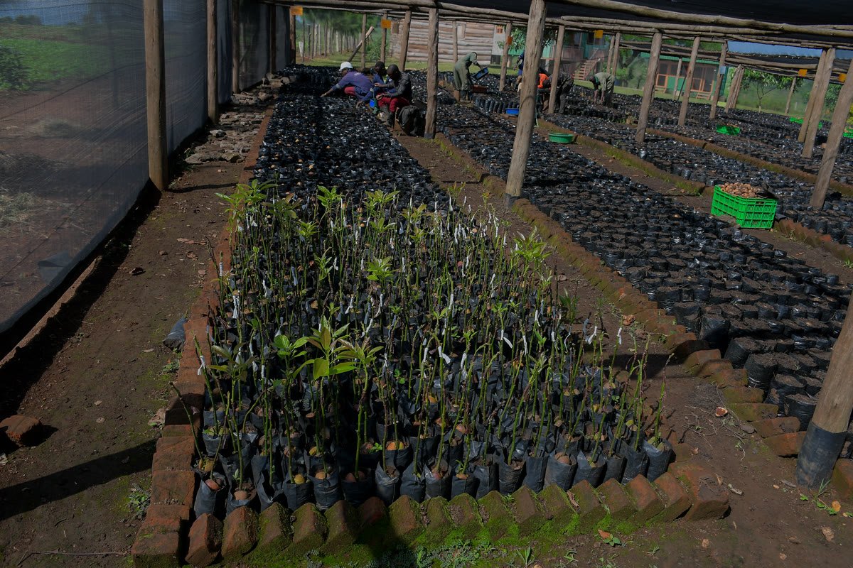 Ripe avocados hanging from healthy orchard trees