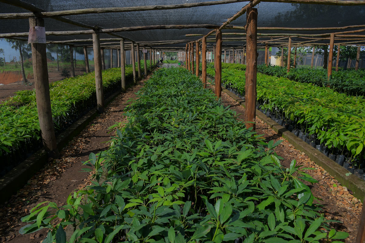 A view of the greenhouse and seedlings nursery