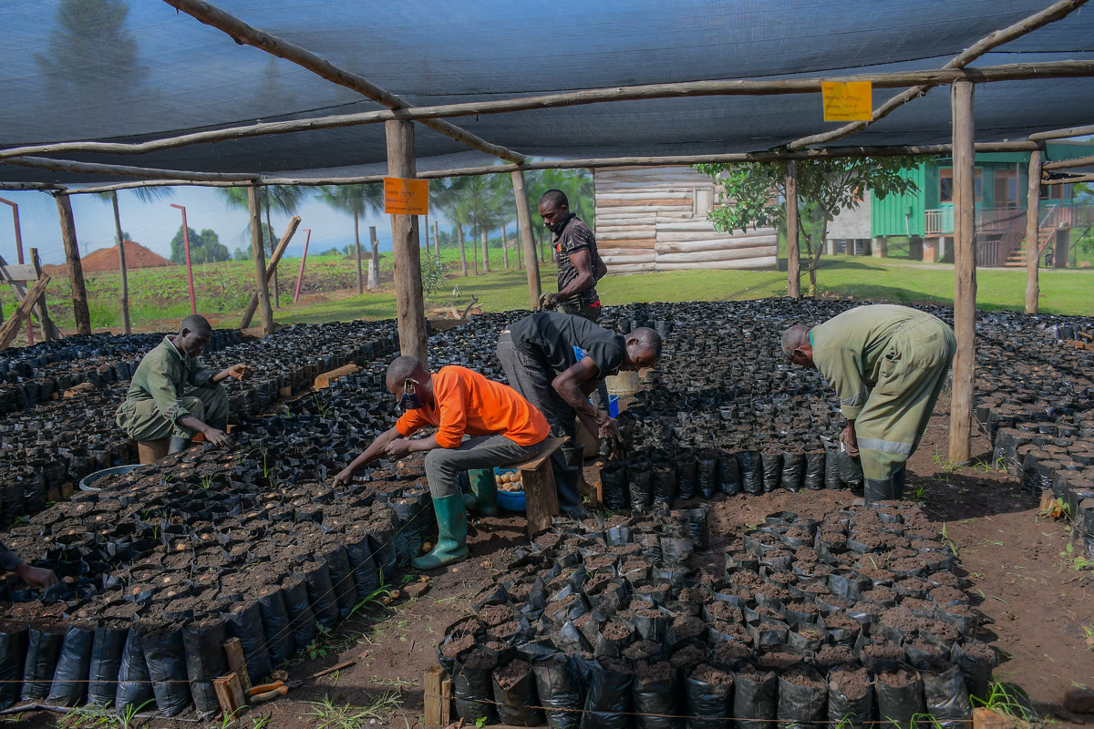 Operational excellence at the Njojo agro-processing site