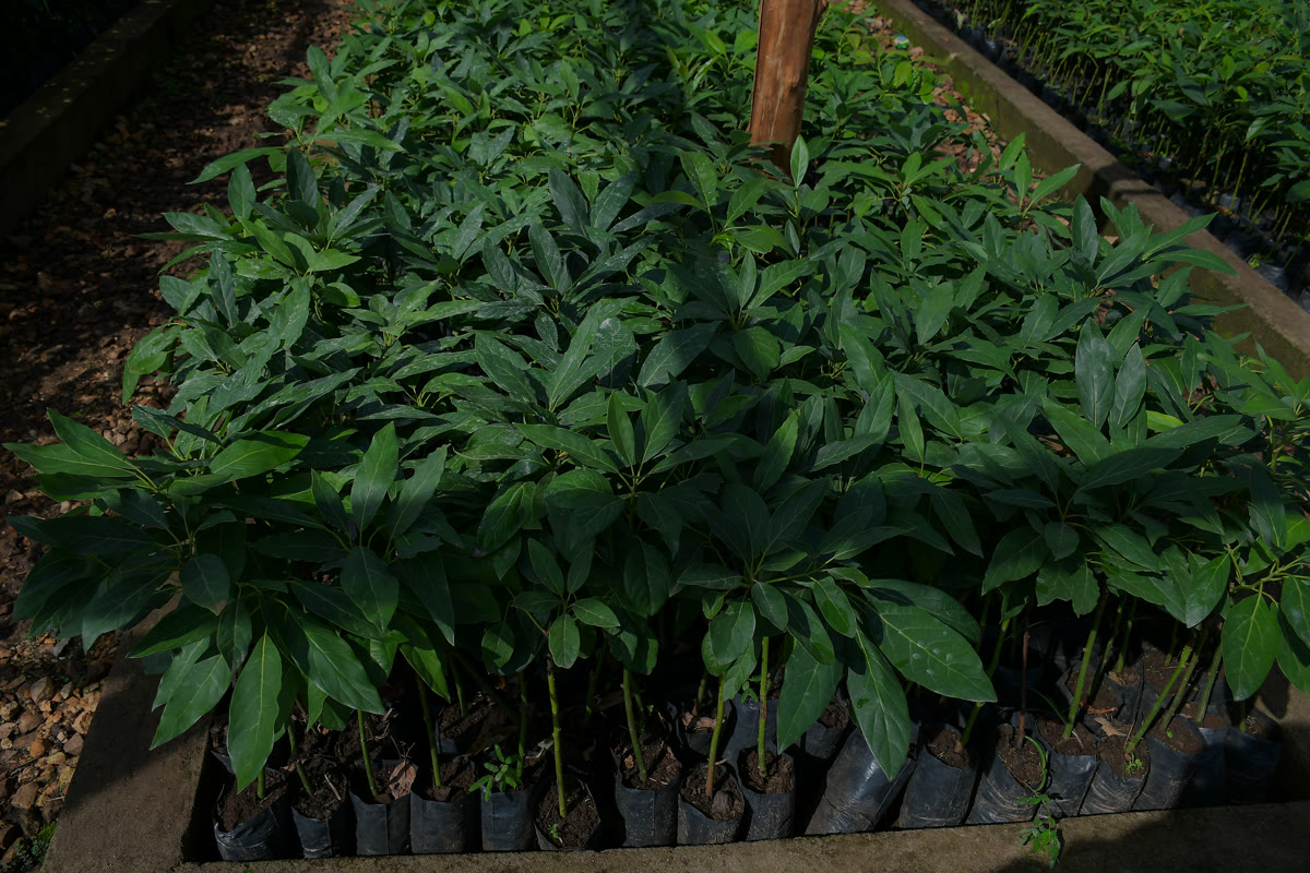 Nurturing young Hass avocado seedlings in our nursery
