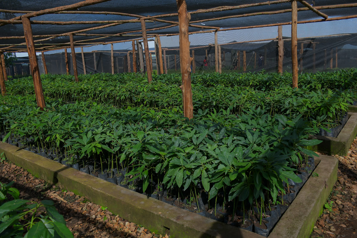 State-of-the-art greenhouse for consistent seedling quality