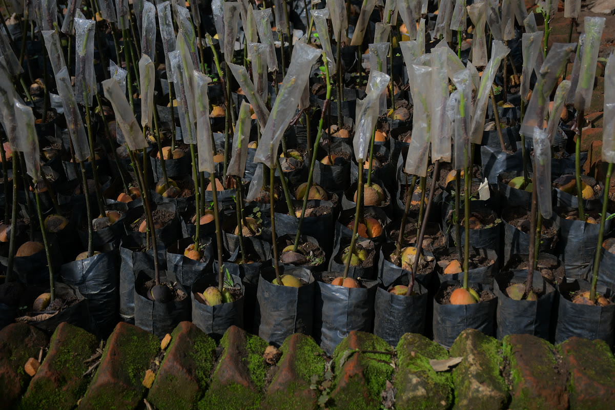 Careful management of the avocado nursery beds