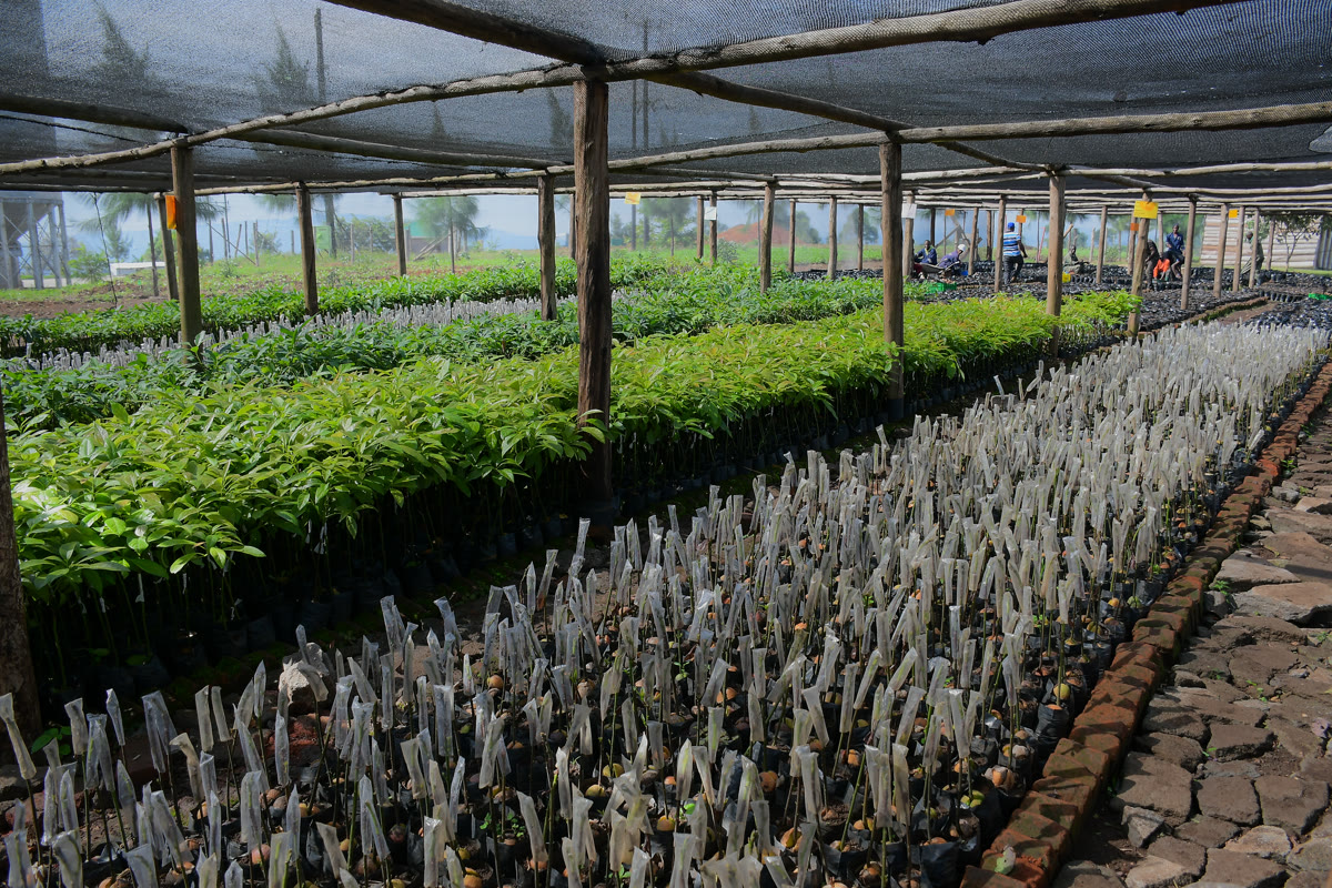 Sustainable irrigation and water management systems