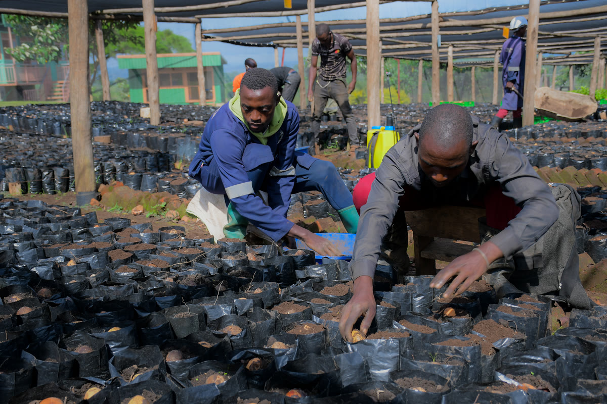 Quality control during the avocado sorting process