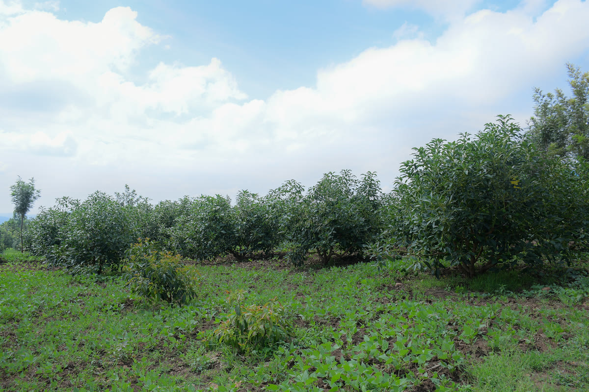 Engagement with local agricultural stakeholders